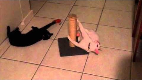 Catnip is a drug!!!!