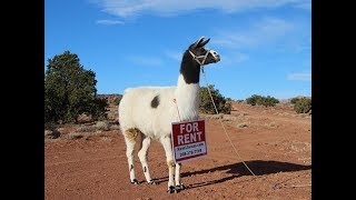 WRTL Rent A Llama Commercial