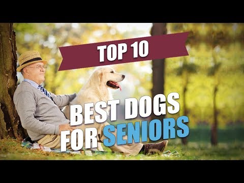 top-10-best-dogs-for-seniors
