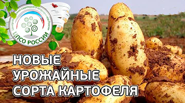 Сорта картофеля. Описание проверенных урожайных сортов картофеля.