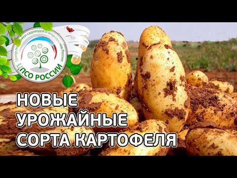 Сорта картофеля. Описание проверенных урожайных сортов картофеля.