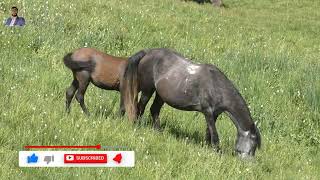 Semental Corindon caballos. Encuentro de primavera con yeguas Cavalos horses, 2023