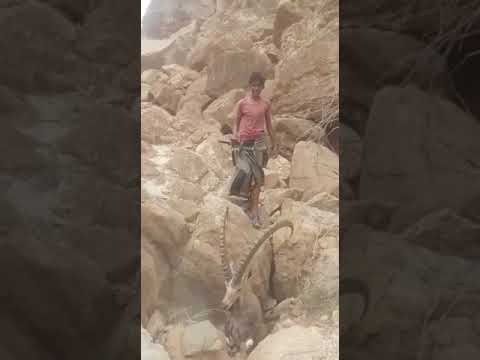 قناص صيد الوعول في جبال حضرموت