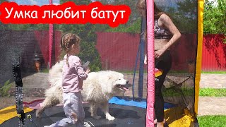 VLOG У Даши занемел язык. Алиса заболела. Кошка беременна