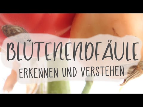 Video: Zelenka Für Tomaten: Tomaten Besprühen Und Gießen. Wozu Dient Das Top-Dressing? Bei Welchen Krankheiten Hilft Es?