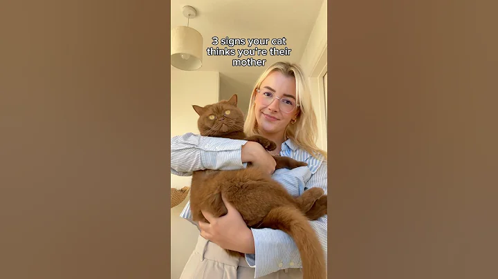 Video 11164661: britishshorthair cutecat, mother cat