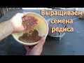 Как вырастить редиску, чтобы получить от неё семена (укр.)