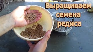 Как вырастить редиску, чтобы получить от неё семена (укр.)