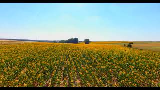 Drone Footage of Sunflower Field Under Blue Sky