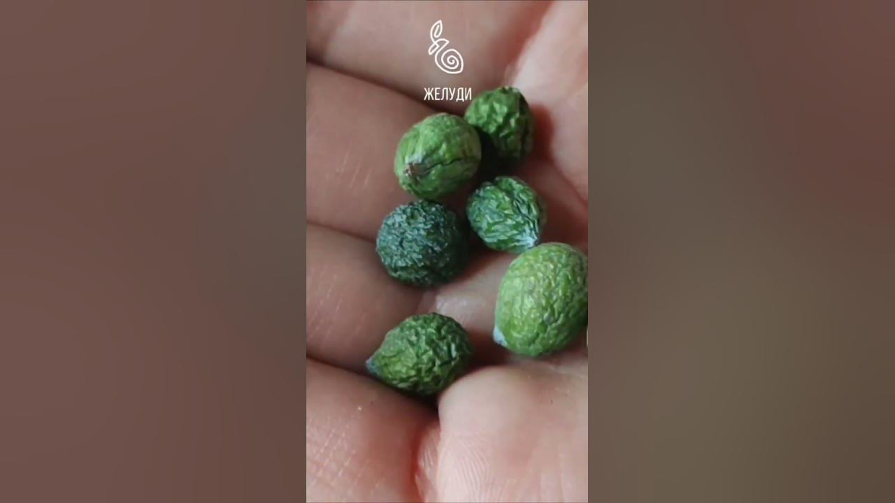 Где найти мармеладное дерево? - YouTube