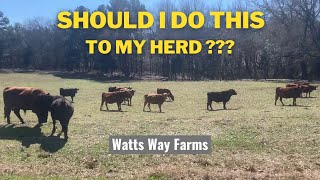 Should I do This With my Herd? by Watts Way Farms 262 views 2 years ago 15 minutes