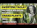 How to make your snake plants bloom