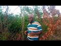 UJUE UCHAWI ULIOPO KATIKA MTI KAMNASE KATIKA KUFUNGA MKE AU MME ASITOKE NJE Akijalibu Wananasana UJUE UCHAWI ULIOPO KATIKA MTI KAMNASE KATIKA KUFUNGA MKE AU MME ASITOKE NJE Akijalibu Wananasana