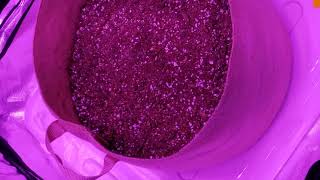 D56 from seed slurricane photo