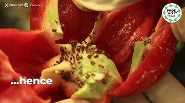 Pheromone trap_ False Codling Moth