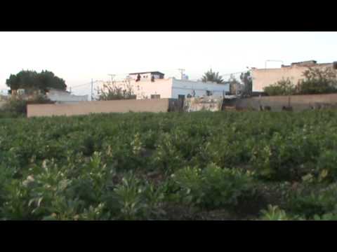 معاناة اصحاب البيوت الغير مرخصة في الاغوار