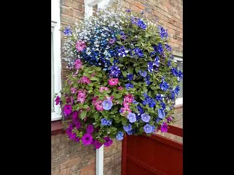 How to grow big hanging baskets