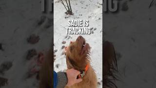 My Dog is tracking a wounded Deer #snowstead #vizsla #homestead #hunting #deer #dog #offgrid