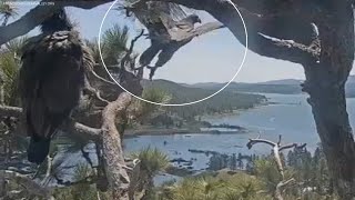 One of Jackie and Shadow's eaglets takes first flight, leaves the nest