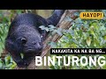 Rare Animals in the Philippines! BINTURONG!