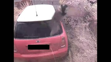 Bird Looking Into Raspberry Pi Camera Again - What is it looking at?