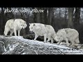 🐺New_ Стая белых волков  - Виталий Волк🐺
