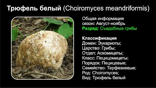 Трюфель белый (Choiromyces meandriformis)