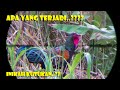 Berburu Ayam Hutan Terbaru 2021