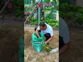 Let's see how many sweet potatoes we harvest in autumn by planting them