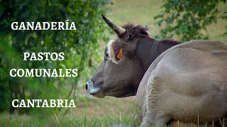 Ganadería en los PASTOS COMUNALES de los Picos de Europa (Cantabria)