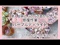 [多肉植物]修復作業〜使える鉢とバラバラ苗パープルディライト😢1人になった私の戯言
