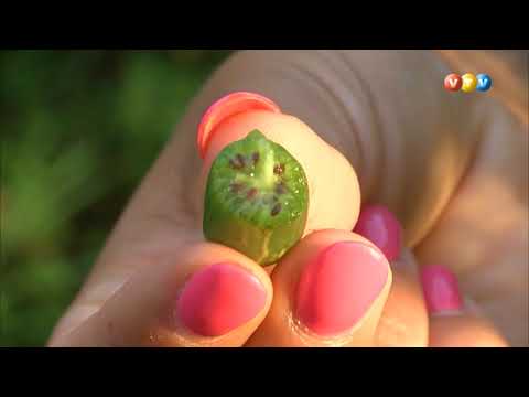 Video: Mazs Periwinkle Ir Labs Dekoratīvs Augs Jūsu Dārzam
