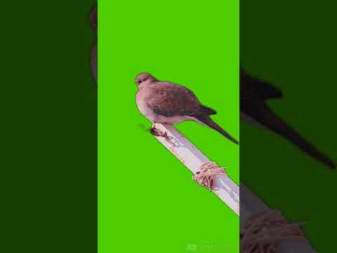Попугай на палочке. Бесплатные футажи. Новые.