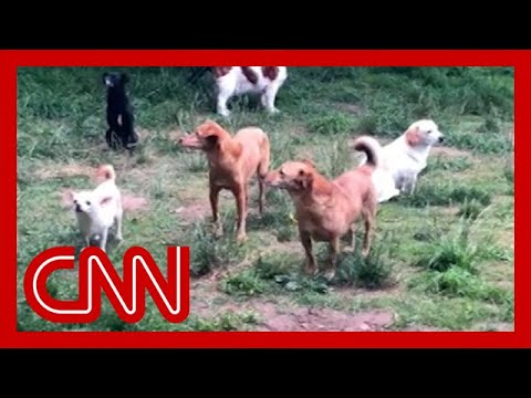 Video: Katės, pasirengusios sugadinti šiais metais Vestminsterio šunų parodą