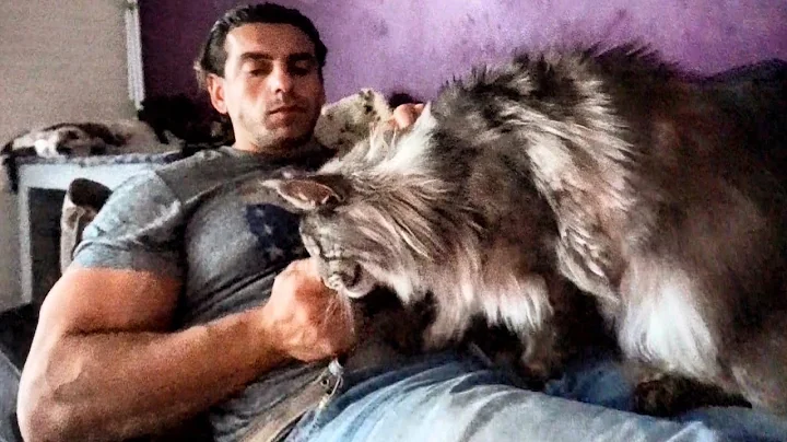 Watch the video about MAINE COON CAT BLACK SILVER // BIGGEST BEAUTIFUL CAT IN THE WORLD // SO CUTE GIANT GENTLE CAT