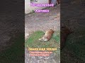 Бездомные Хатико
