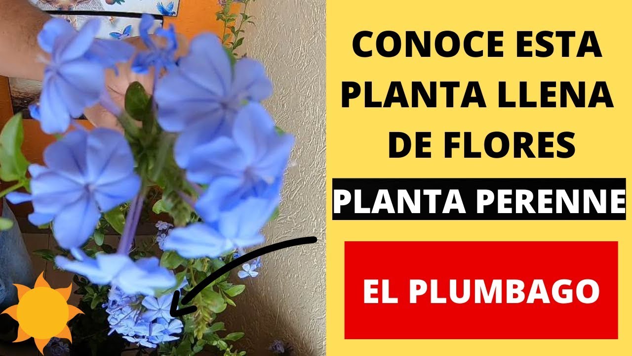 PLUMBAGO AZUL / ARBUSTO PERENNE 