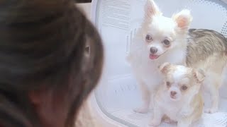 Barley & Bayleaf Spa Day 🛁🫧 Bayleaf’s First Bath! 🐶🤍 FULL VIDEO