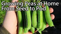 How to Grow Peas - From Planting to Harvesting