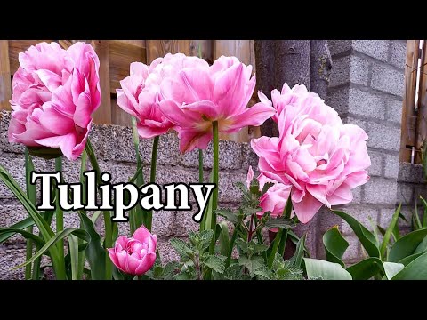 Wideo: 7 Typowych Pytań Dotyczących Tulipanów