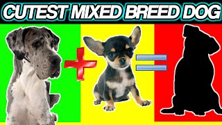 Cutest Mixed Breed Dogs: You Won't Believe What These Hybrid Look Like! by Cute Emergency 1,214 views 2 years ago 4 minutes, 35 seconds