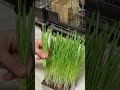 生牧草を栽培して愛うさぎにあげてみたら反応がかわいすぎた