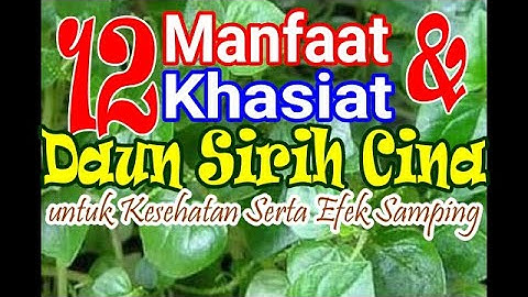 12 Manfaat dan Khasiat Daun Sirih Cina untuk Kesehatan Serta Efek Samping Konsumsi Sirih Cina