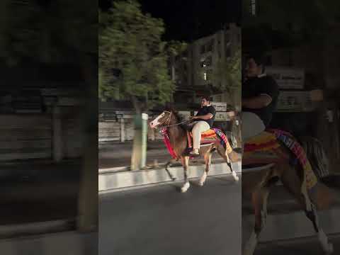 #horse #sansansehorhorse #horseracing #horsesports #horseriding #equestrianjourney #horseraces