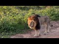 Sabi Sand Private Game Reserve - The brothers walk past the River Lodge vehicle and scent marks.