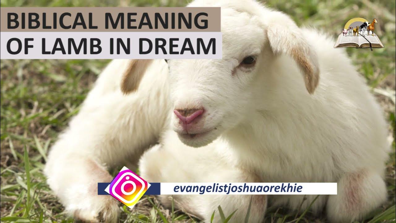 biblical-meaning-of-lamb-in-dream-spiritual-meaning-of-sheep-lamb