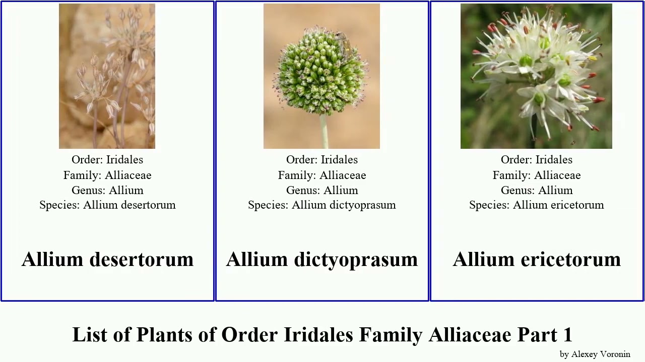 List of Plants of Order Iridales Family Alliaceae Part 1 allium orientale akaka caesium flavescens