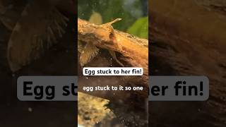 Red lizard whiptail has egg stuck to its fin !