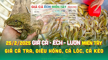 ✅ Giá Cá Nước Ngọt #ĐBSCL 25/2/2025 ↗️ Giá Cá Tra, Cá Lóc, Ếch? Cá Kèo, Chẽm, Bống Tượng & Giá Lươn!