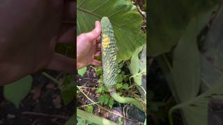 Have You Ever Seen A Variegated Monstera Fruit?